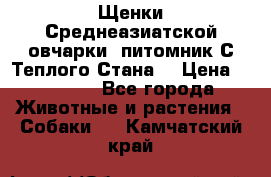 Щенки Среднеазиатской овчарки (питомник С Теплого Стана) › Цена ­ 20 000 - Все города Животные и растения » Собаки   . Камчатский край